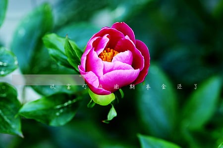 玖富叮当逾期本金还了 玖富叮当逾期本金还了
