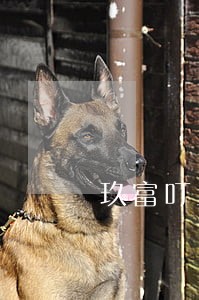 玖富叮当逾期能减轻利息嘛 玖富叮当逾期能减轻利息嘛