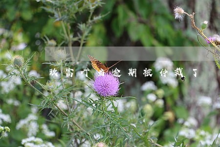 玖富叮当逾期被仲裁了 玖富叮当逾期被仲裁了
