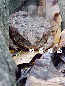 玖富叮当钱包逾期了怎么办 玖富叮当钱包逾期了怎么办