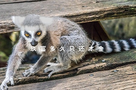 玖富多久只还本金 玖富多久只还本金