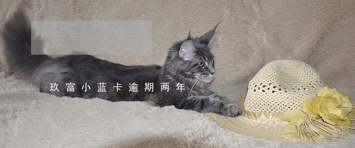 玖富小蓝卡逾期两年 玖富小蓝卡逾期两年