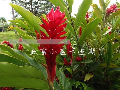 玖富小蓝卡逾期了