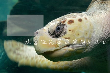玖富征信显示逾期5000 玖富征信显示逾期5000