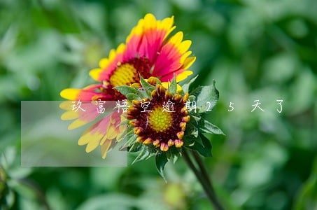 玖富悟空逾期25天了 玖富悟空逾期25天了