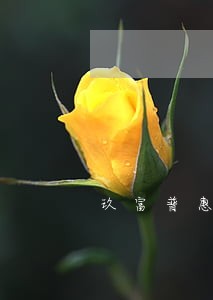 玖富普惠无逾期查询 玖富普惠无逾期查询