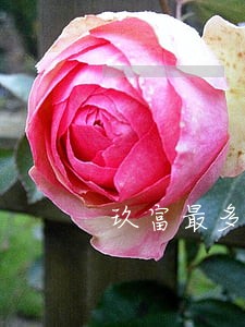 玖富最多可以逾期几天 玖富最多可以逾期几天