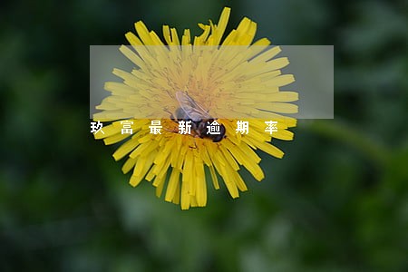 玖富最新逾期率