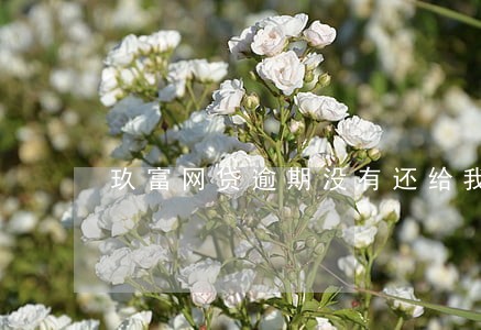 玖富网贷逾期没有还给我