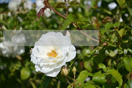 玖富说我有逾期怎么查看 玖富说我有逾期怎么查看