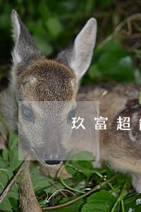 玖富超能逾期四十多次怎么办 玖富超能逾期四十多次怎么办