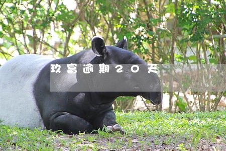 玖富逾期20天