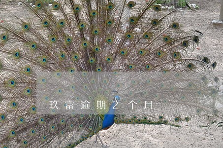 玖富逾期2个月