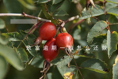 玖富逾期一般怎么还款 玖富逾期一般怎么还款