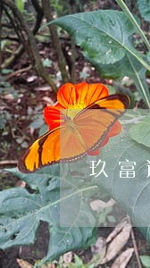 玖富逾期上征信了
