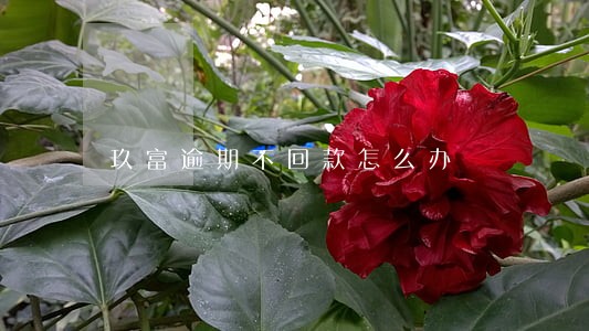 玖富逾期不回款怎么办 玖富逾期不回款怎么办