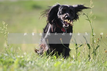 玖富逾期不还款会怎么样 玖富逾期不还款会怎么样