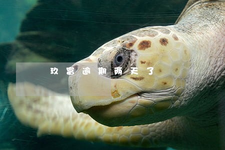 玖富逾期两天了 玖富逾期两天了