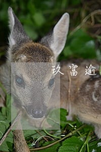 玖富逾期仲裁判决书 玖富逾期仲裁判决书