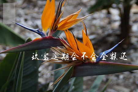玖富逾期会不会全额还 玖富逾期会不会全额还