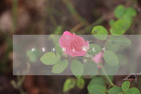 玖富逾期会减免吗 玖富逾期会减免吗