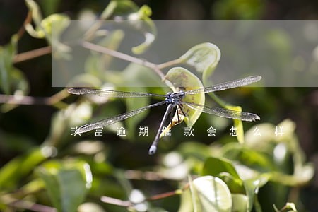 玖富逾期催款会怎么样 玖富逾期催款会怎么样