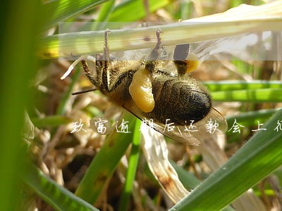 玖富逾期后还款会上征信吗 玖富逾期后还款会上征信吗