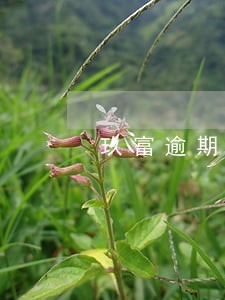 玖富逾期征信有什么影响 玖富逾期征信有什么影响