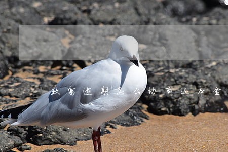 玖富逾期怎么协商还本金 玖富逾期怎么协商还本金