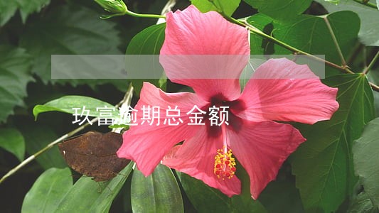玖富逾期总金额 玖富逾期总金额