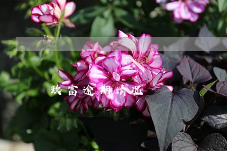 玖富逾期情况