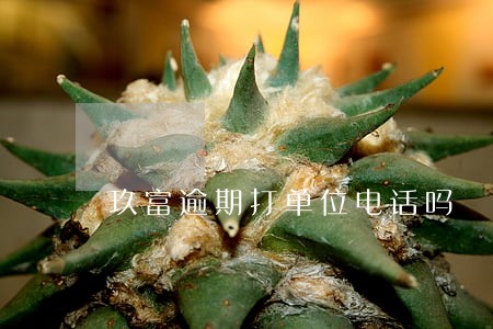 玖富逾期打单位电话吗 玖富逾期打单位电话吗