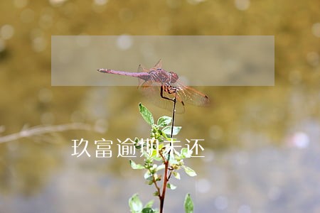 玖富逾期未还 玖富逾期未还