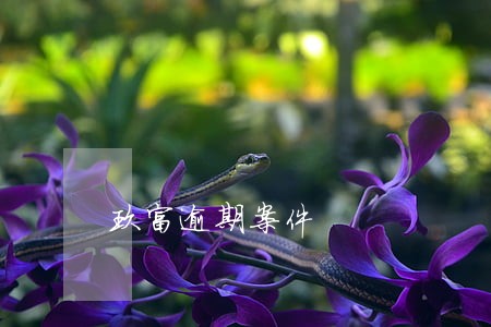 玖富逾期案件 玖富逾期案件
