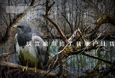 玖富逾期给了我账户让我还款 玖富逾期给了我账户让我还款