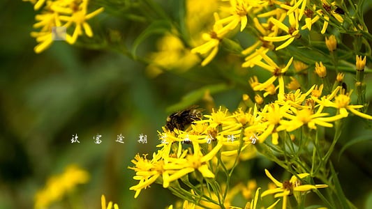 玖富逾期芝麻分降分 玖富逾期芝麻分降分