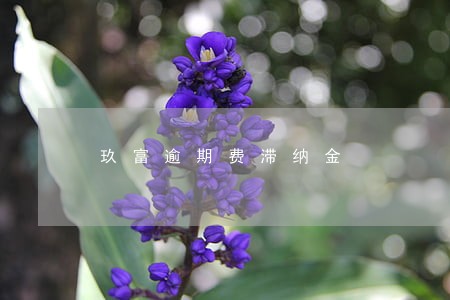 玖富逾期费滞纳金 玖富逾期费滞纳金