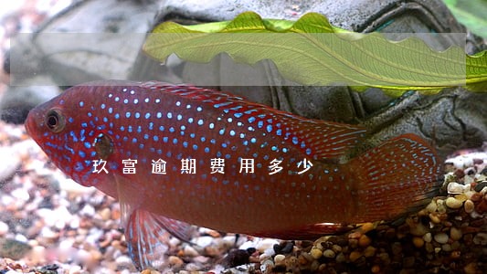 玖富逾期费用多少
