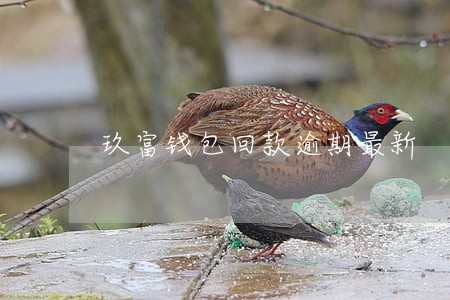 玖富钱包回款逾期最新 玖富钱包回款逾期最新