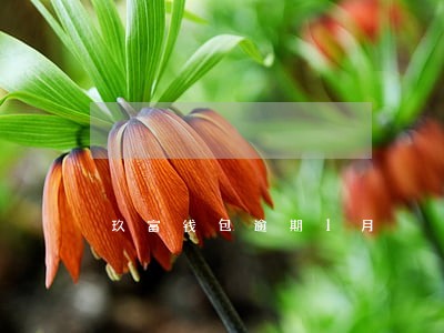 玖富钱包逾期1月 玖富钱包逾期1月