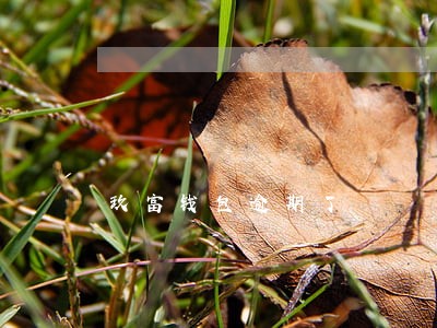玖富钱包逾期了