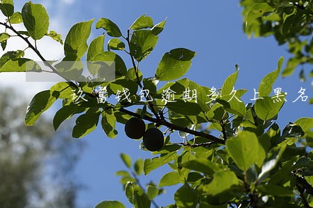 玖富钱包逾期多久上黑名单 玖富钱包逾期多久上黑名单