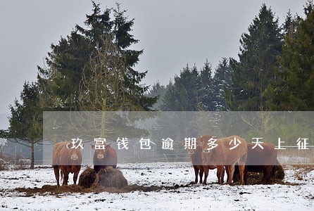 玖富钱包逾期多少天上征信