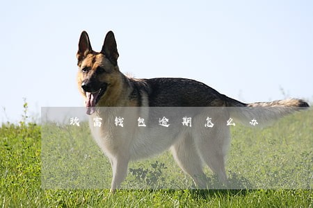 玖富钱包逾期怎么办 玖富钱包逾期怎么办