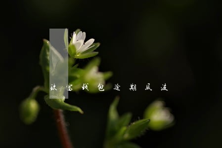 玖富钱包逾期风波