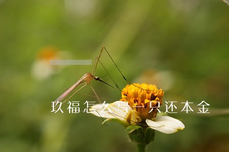 玖福怎么写一只还本金 玖福怎么写一只还本金