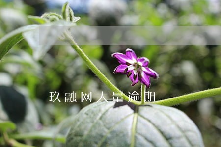 玖融网大量逾期 玖融网大量逾期