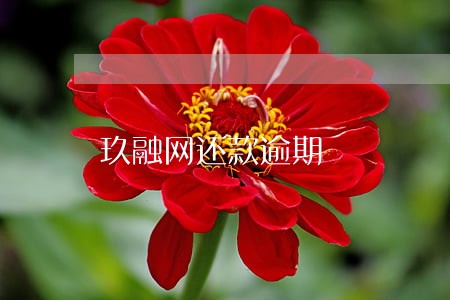 玖融网还款逾期 玖融网还款逾期