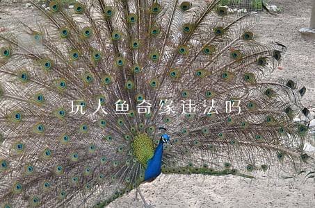 玩人鱼奇缘违法吗 玩人鱼奇缘违法吗