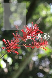 玩博彩网站违法么